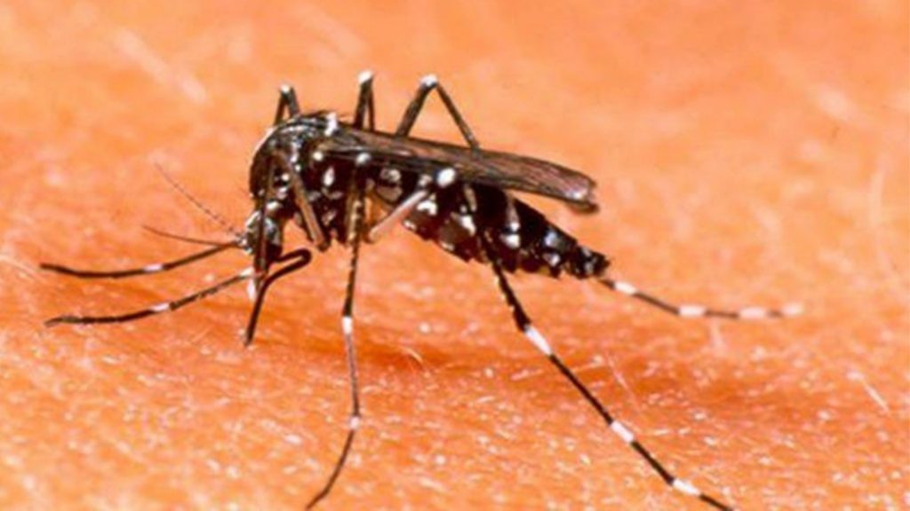 100 Dengue cases in 1 day